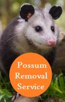 Humane Possum Removal Wollongong image 8